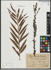 Foto von Salix purpurea L. x Salix viminalis L.